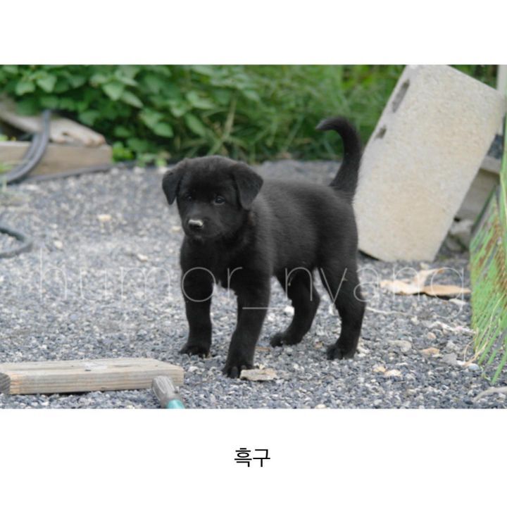 진돗개 모색별 아기때 생김새 | 인스티즈
