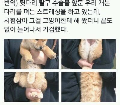 강아지랑 고양이 스트레칭 시켰는데 | 인스티즈