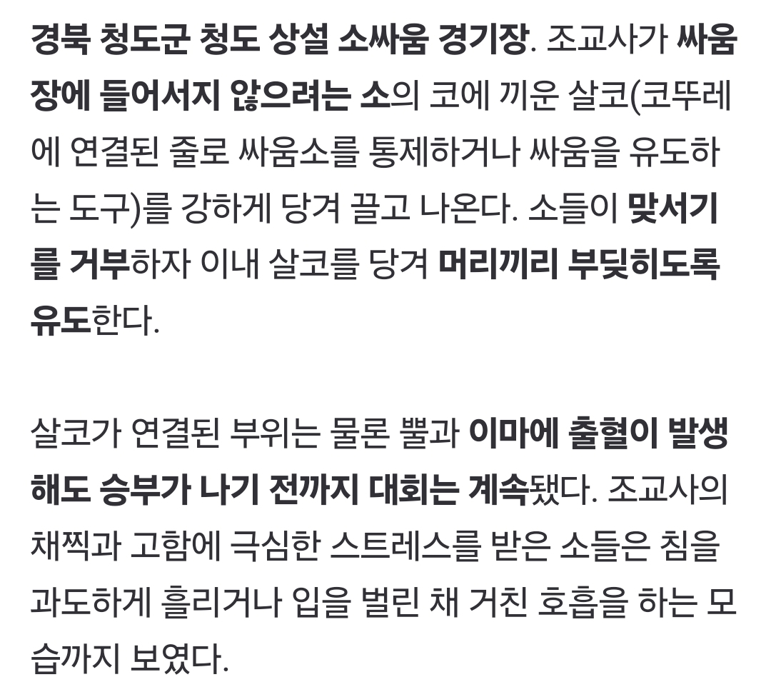 싸우기 싫은 소, 코뚜레로 끌어내고 채찍질···피와 침 흘릴 때까지 '학대' [영상] | 인스티즈