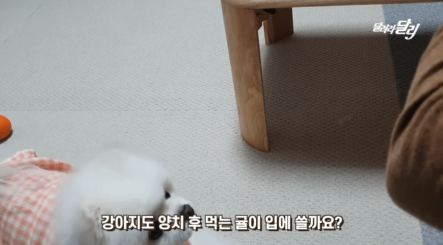 강아지도 양치 후 먹는 귤이 입에 쓸까? .gif | 인스티즈