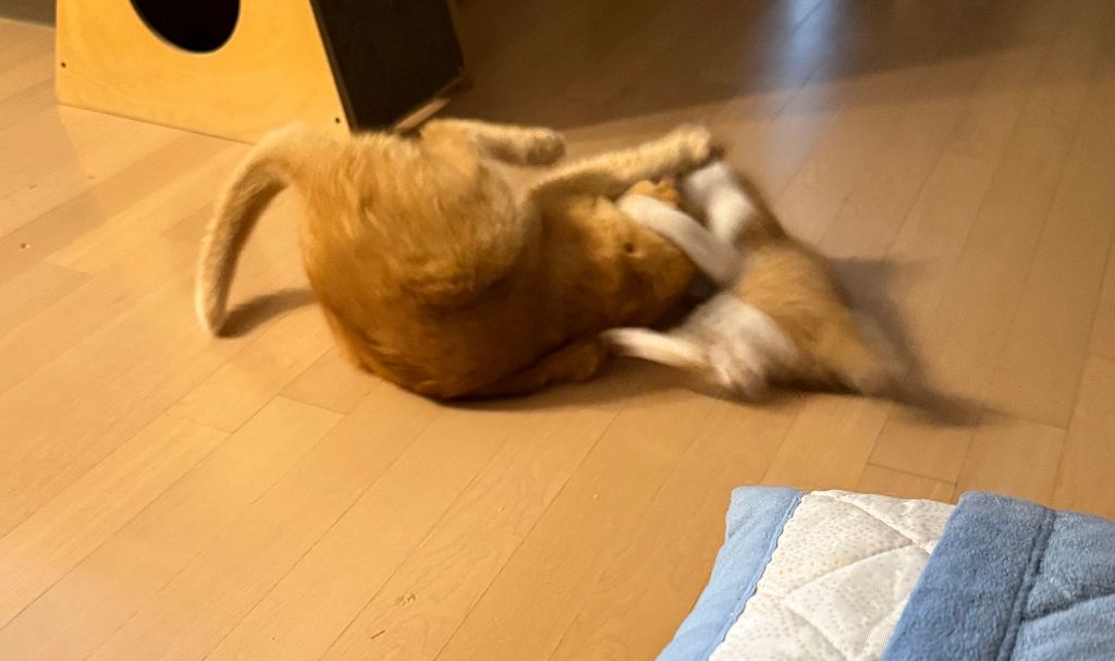 [입양홍보] 눈이 붙고 꼬리가 잘리고 링웜에 기아로 발견됐다 용된 고양이 - 품종느낌 사라졌다고 입양취소됨 | 인스티즈