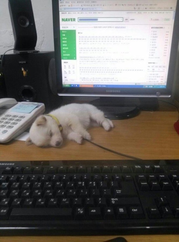 수달은 새끼를 낳으면 이곳저곳 돌아다니며 자랑하는 습성이 있습니다 | 인스티즈