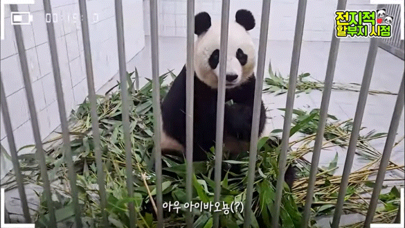 공동육아의 개념을 아는듯한 이뻐이뻐 아이바오🐼 | 인스티즈