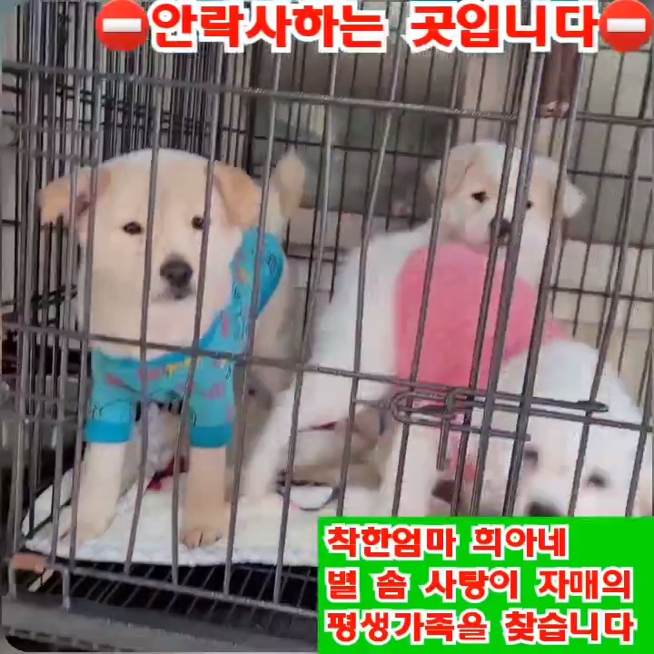 (입양처 구함/10kg 미만) 너무 예뻐서 돌아버리겠는 꼬물이 3자매들 | 인스티즈
