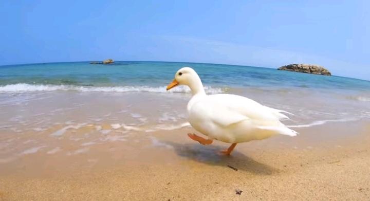 오리와 함께 바다에가면 생기는 일 | 인스티즈