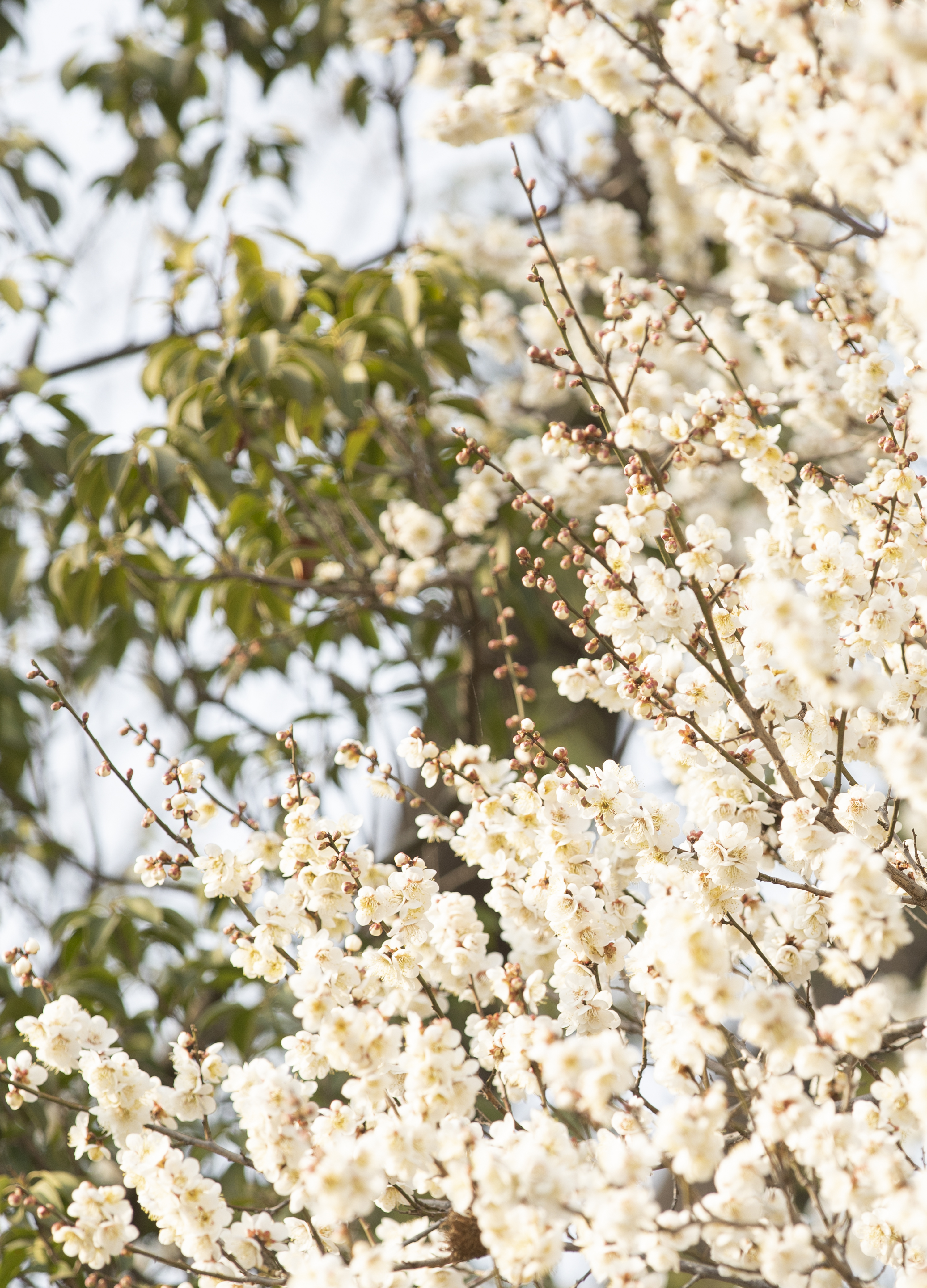 국립산림과학원에서 올려준 배경화면용 매화 사진.jpg | 인스티즈