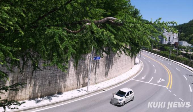 ...크기에 '경악' 태백 거대 구렁이의 최종 목적지 | 인스티즈