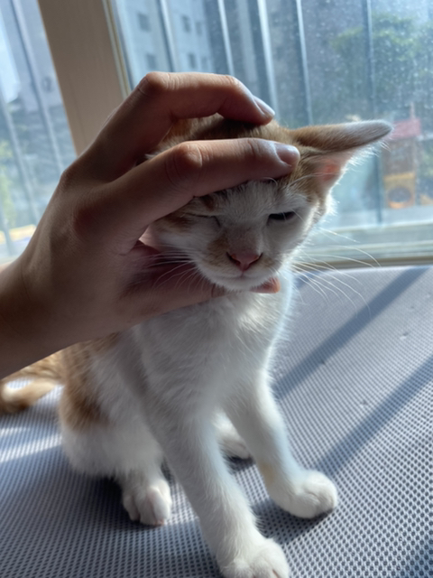 냥줍한지 한달 된 우리 고양이 보고가~!~! | 인스티즈