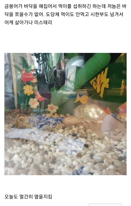엄마집 금붕어들 보고가라 (이게 사랑이 아니면..) | 인스티즈