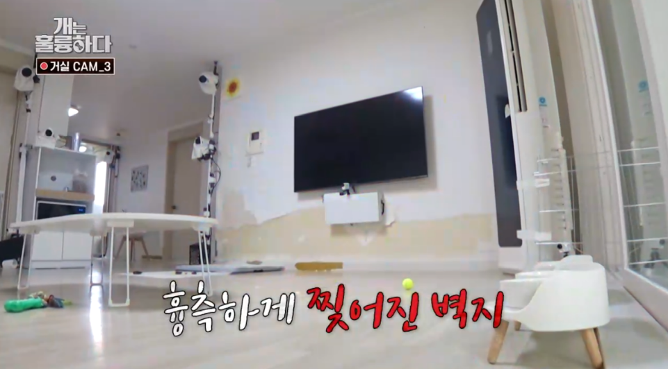 이번주 개는 훌륭하다에서 나온 6개월만에 소파를 다 물어뜯어 먹어버린 강쥐 | 인스티즈