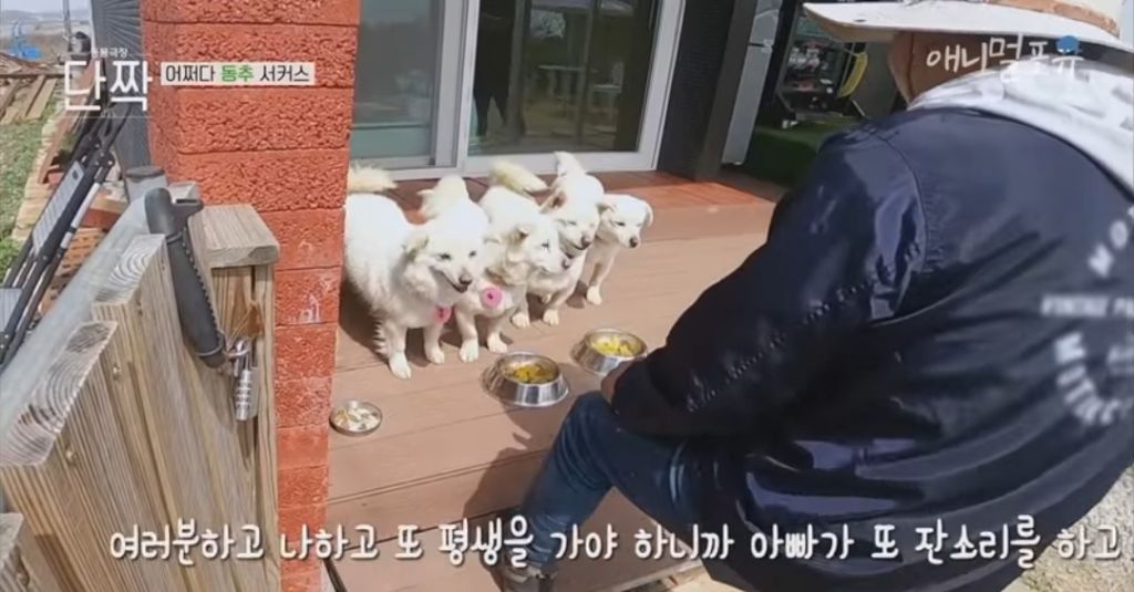 겁나 재밌게 사는 할아버지와 냥댕이들ㅋㅋㅋ.gif | 인스티즈