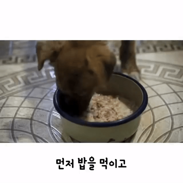 자기를 데려가달라는 강아지.gif | 인스티즈