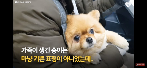 입양가는데 우는 강아지 | 인스티즈