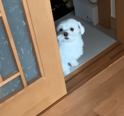 현관을 못 벗어나는 집돌이 강아지.gif | 인스티즈