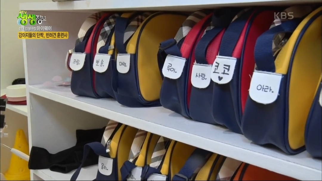 강아지 유치원.jpg | 인스티즈