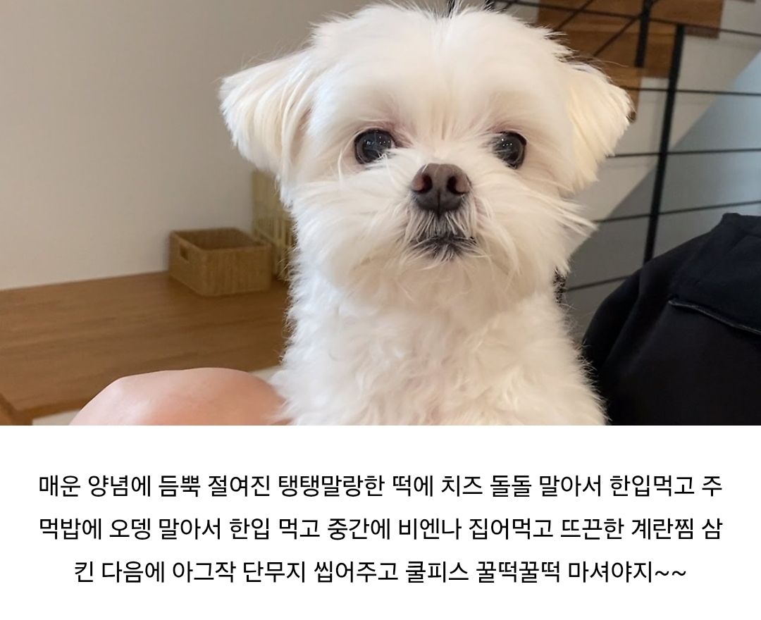 여시네 강아지고양이가 마라탕 엽떡 같은거 먹어도 ㄱㅊ? | 인스티즈