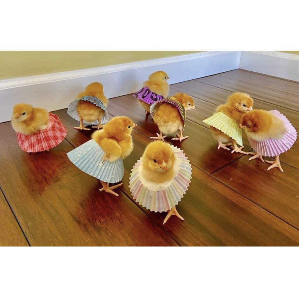 에그타르트를 반드시 냉장보관해야 하는 이유 | 인스티즈