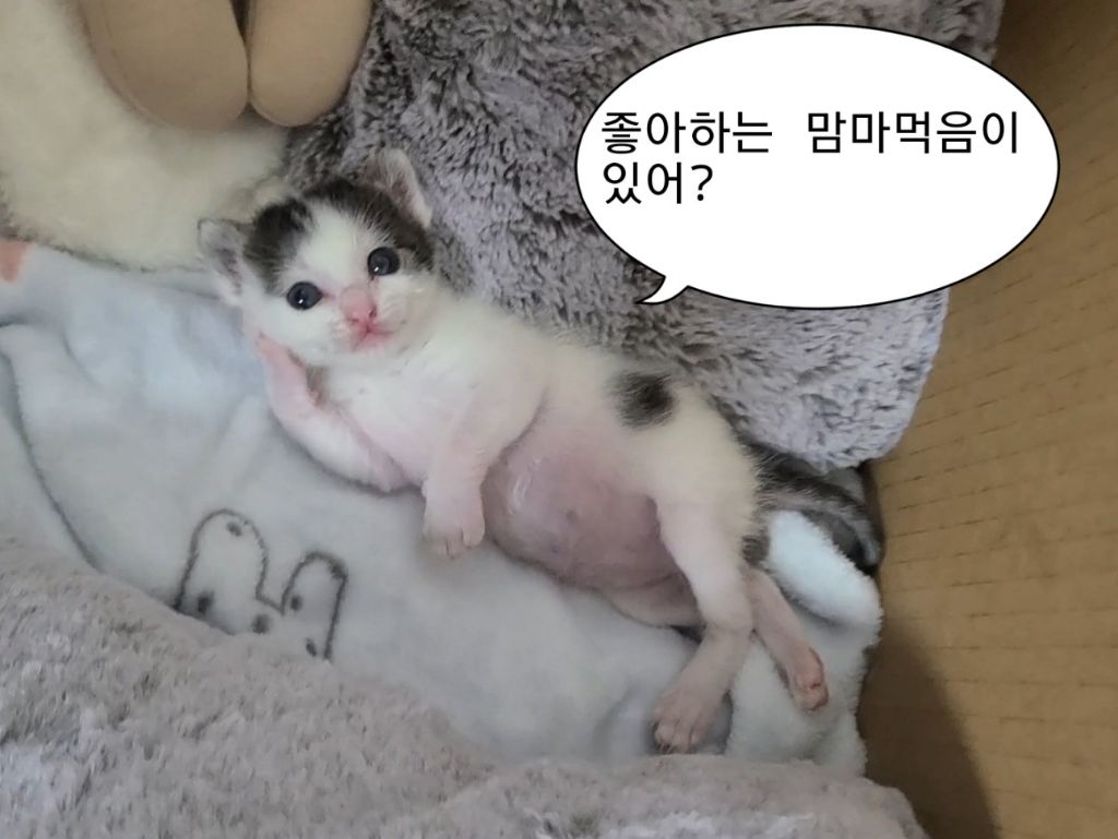 맘마야 이미지