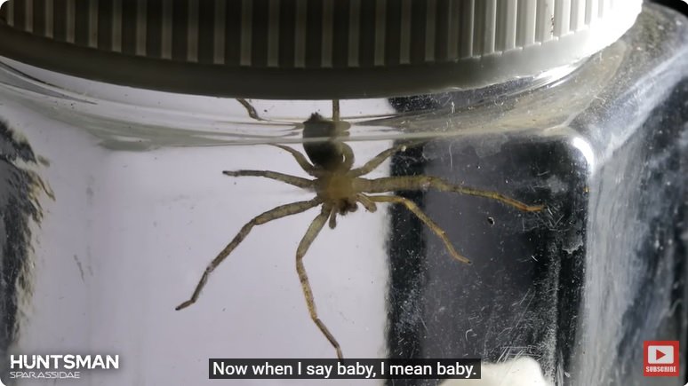 거대한 수조에 열대우림 환경을 조성해놓으면 생기는 일 - 2 | 인스티즈