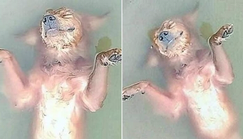 돌연 사라진 강아지 찾으러 돌아다니던 주인은 강물에 '둥둥' 떠있는 모습 보고 오열했는데… | 인스티즈