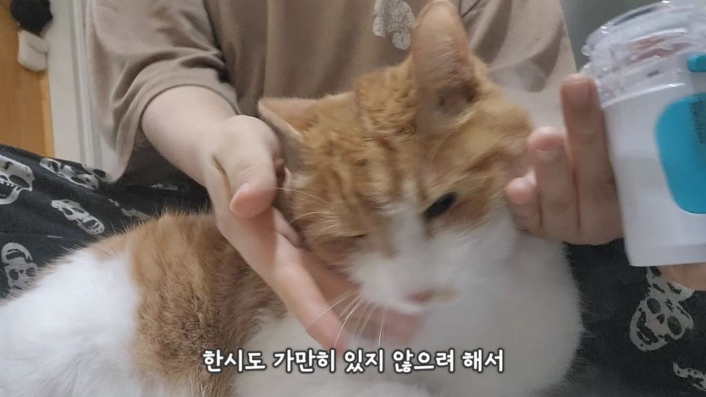 22똥괭이네) 화나서 세모눈된 고양이 😾 | 인스티즈