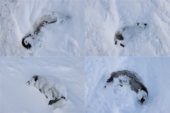 황제펭귄 번식지서 새끼 70% 죽은 비극…"빙산이 길 막아 굶어" | 인스티즈