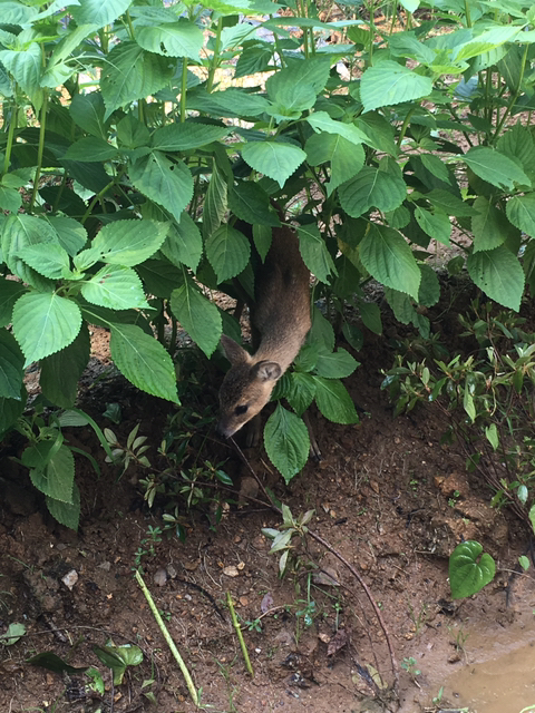 고라니 새끼가 찾아왔을 땐…? | 인스티즈