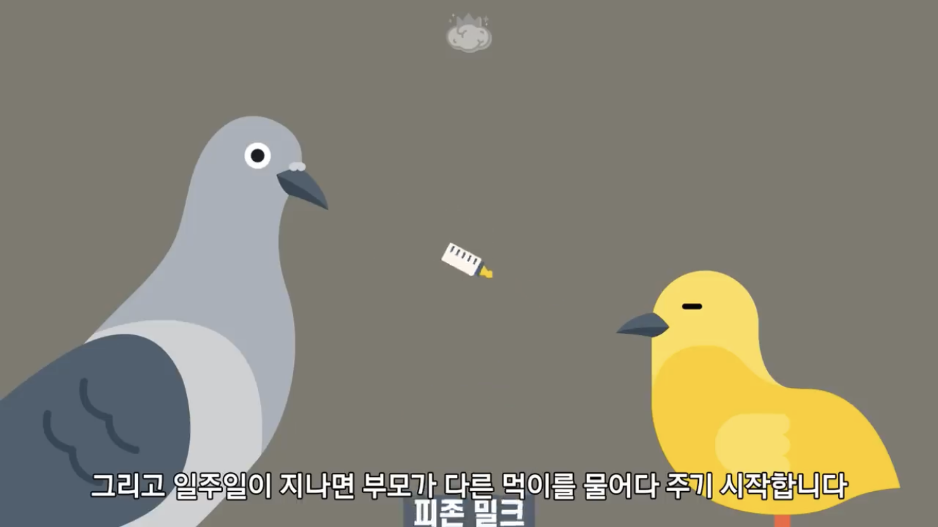 거리에 비둘기가 이렇게 많은데 왜 새끼 비둘기는 안 보일까? | 인스티즈