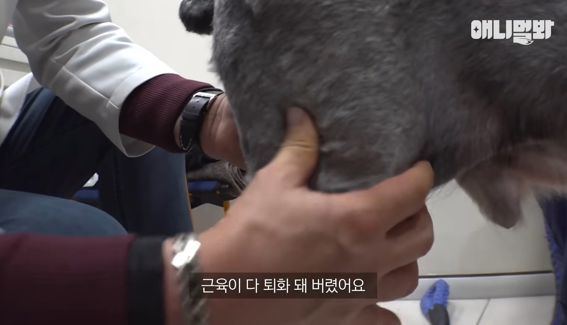 털로 뒤덮여서 걷지도 못하는데 케어한 거라는 견주 | 인스티즈