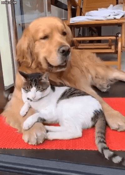 반려동물 : 언니 나 이제 약도 그만먹고 주사도 그만 맞고 싶어 ㅠ 너무 아프고 힘들어.. 언니 곁에서 있다가 하늘나라 가면 안돼? | 인스티즈