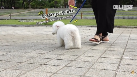 돌멩이를 물고 다니는 강아지 | 인스티즈