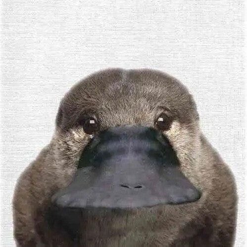 오리너구리 정면사진.jpg | 인스티즈