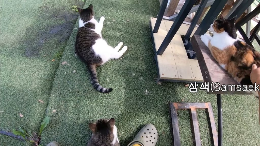 [hahaha] 고양이들은 꼬리 만지는 것을 좋아하지 않는다 | 인스티즈