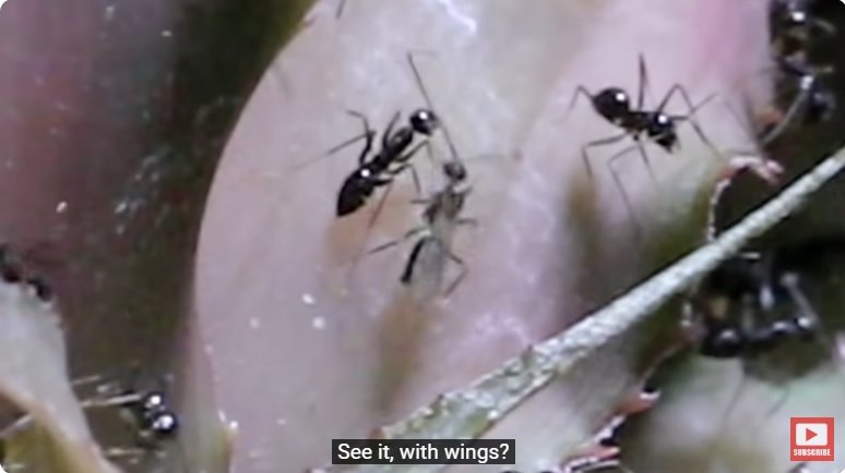 거대한 수조에 열대우림 환경을 조성해놓으면 생기는 일 - 2 | 인스티즈