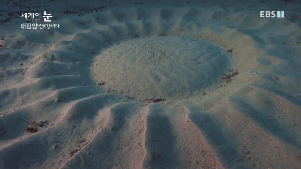 정말 흥미로운 과학자들이 12년만에 밝혀낸 바다속 신비한 문양의 비밀.jpgif | 인스티즈