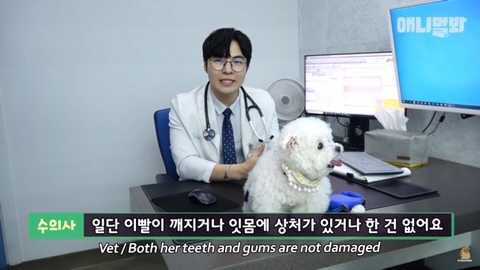 돌멩이를 물고 다니는 강아지 | 인스티즈