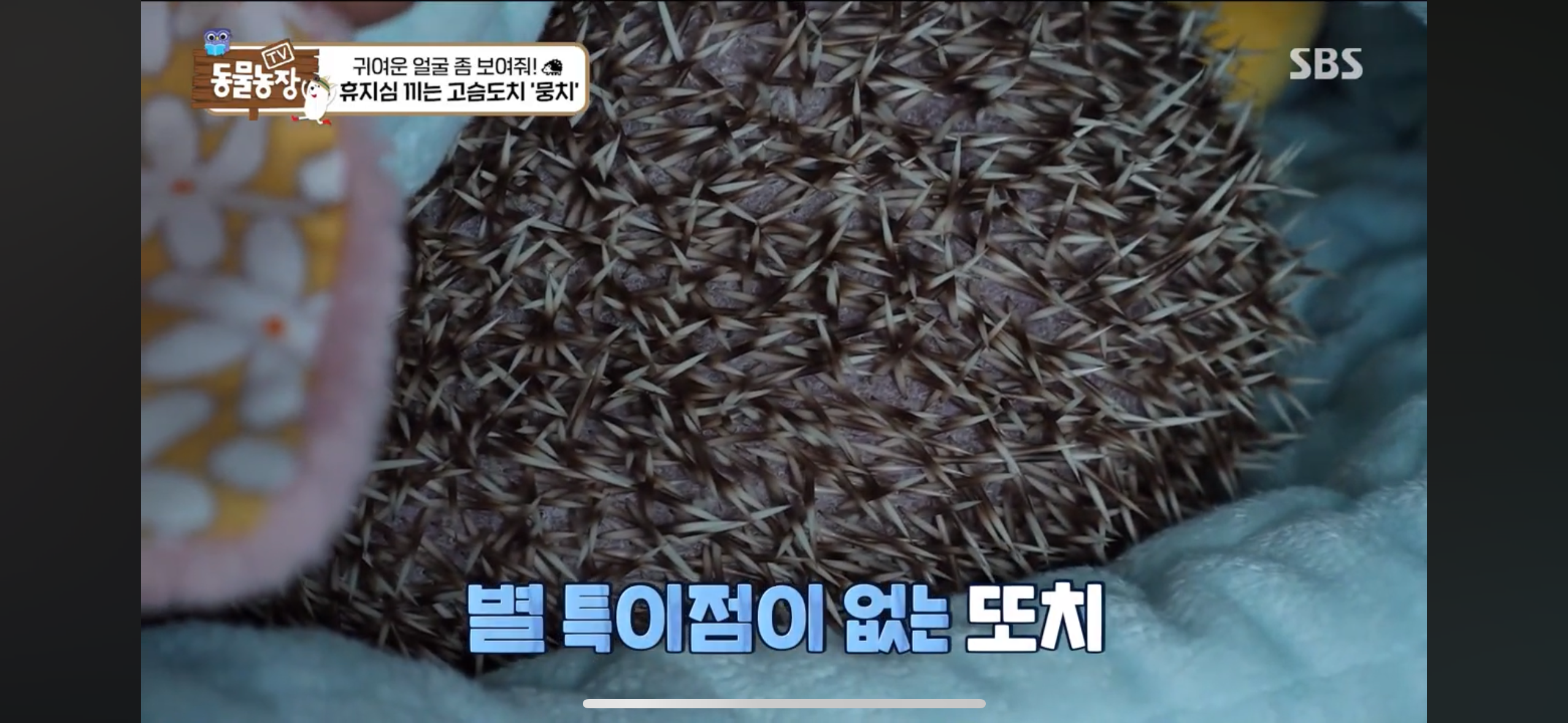 따봉고슴도치 휴지심 좋아도치 | 인스티즈