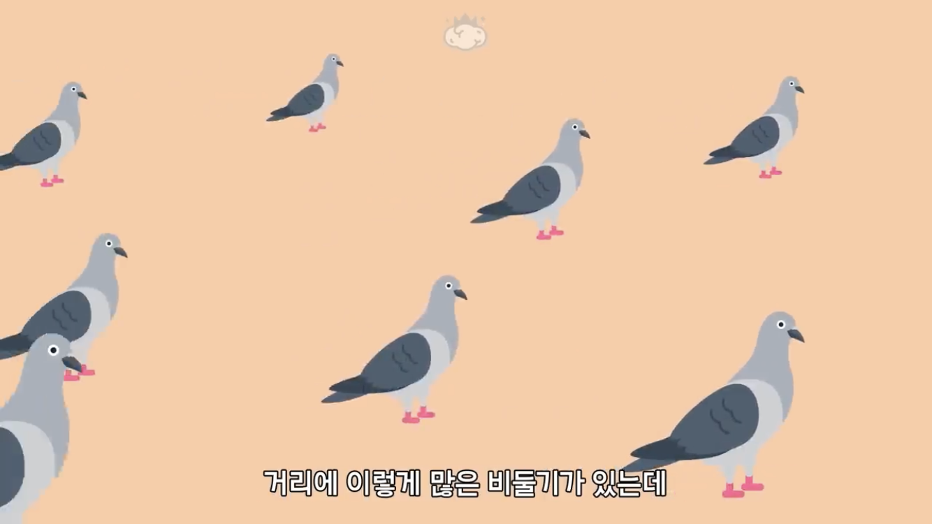 거리에 비둘기가 이렇게 많은데 왜 새끼 비둘기는 안 보일까? | 인스티즈