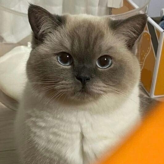 당신은 뚱뚱이 샴고양이를 마주쳤습니다 | 인스티즈