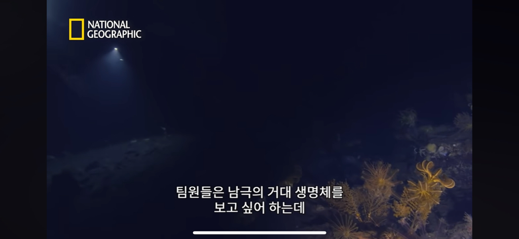 대왕오징어를 찾아라-남극해의 빙산 아래 신비로운 심해 생명체들(심해주의 해산물주의) | 인스티즈