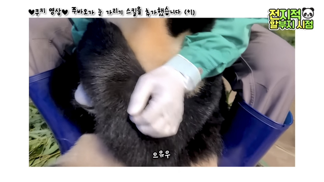 푸바오가 눈 가리기 스킬을 추가했습니다(+1)🐼 | 인스티즈