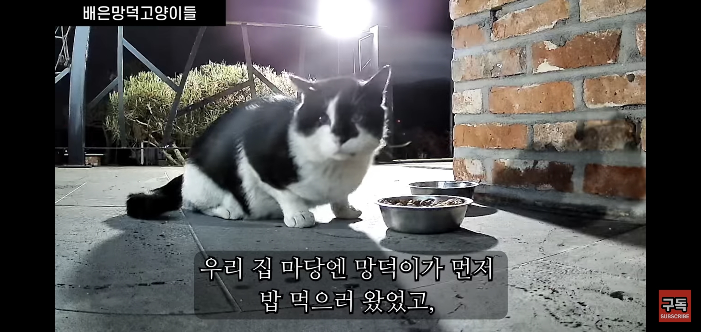 집 마당에 고양이가 나타나는 족족 다 잡아버리는 유튜버..jpg | 인스티즈