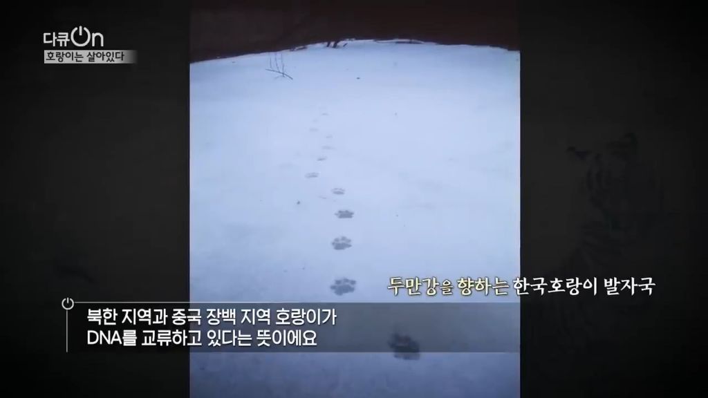 '절멸'의 '한국 호랑이'. 🐅 그 100년간의 이야기. -마지막- | 인스티즈