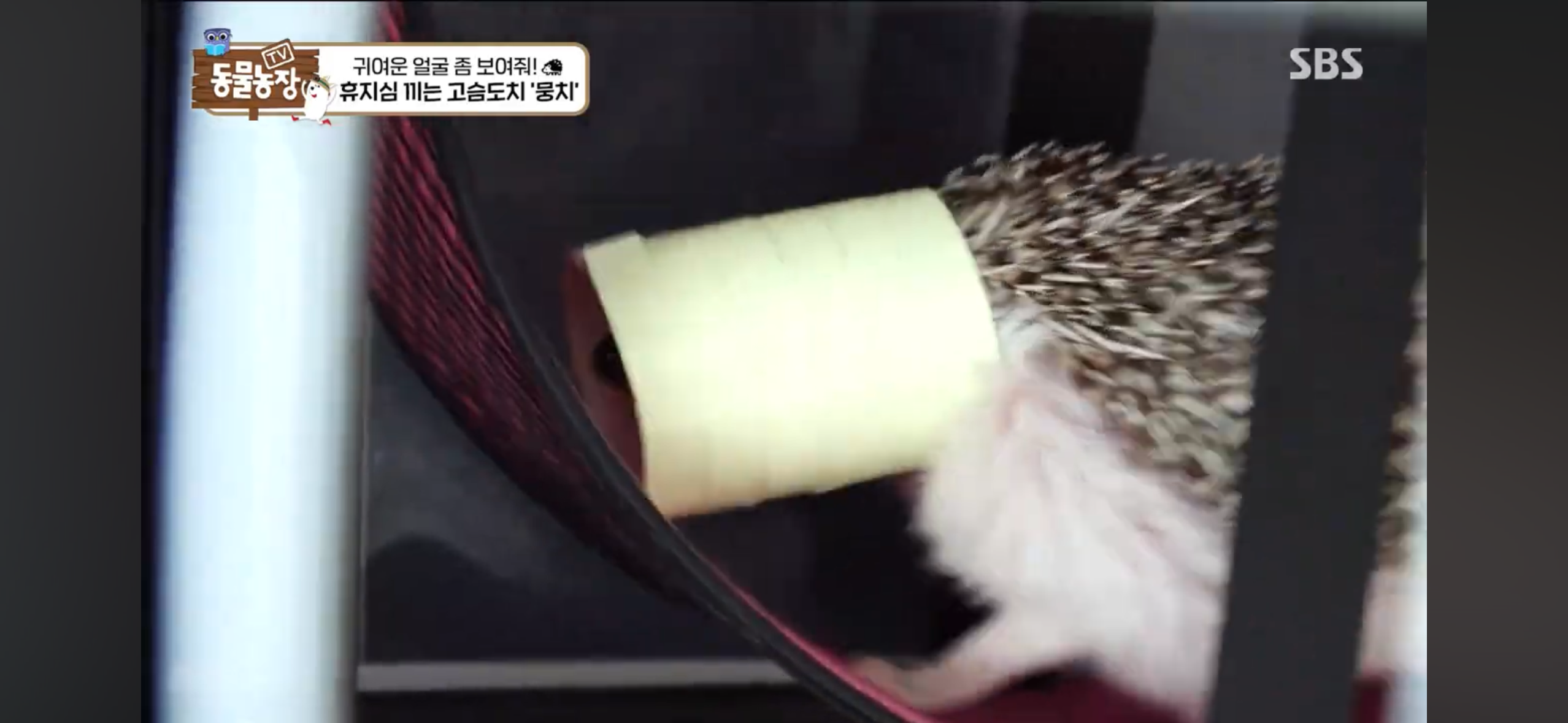 따봉고슴도치 휴지심 좋아도치 | 인스티즈