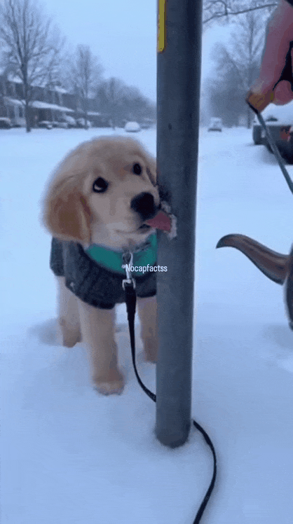 추위에 혓바닥 챡 얼어붙은 강쥐ㅠㅠ | 인스티즈