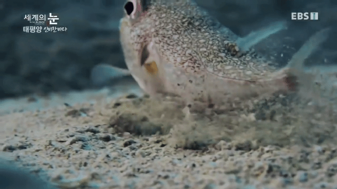 정말 흥미로운 과학자들이 12년만에 밝혀낸 바다속 신비한 문양의 비밀.jpgif | 인스티즈