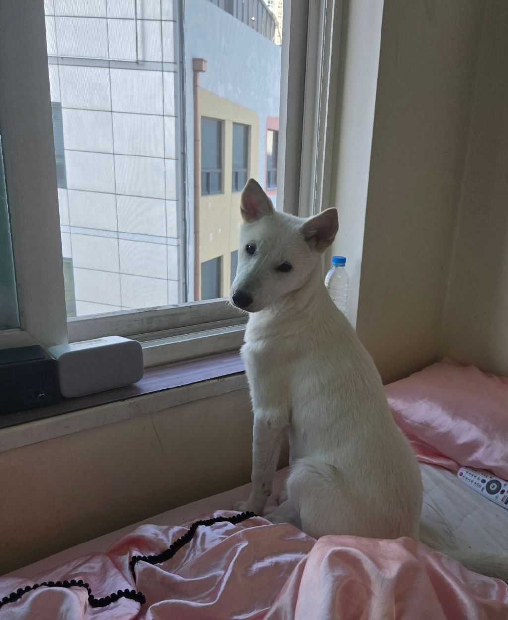 (입양홍보) 입양 무산 2번, 바미의 가족이 되어줘!💖 | 인스티즈