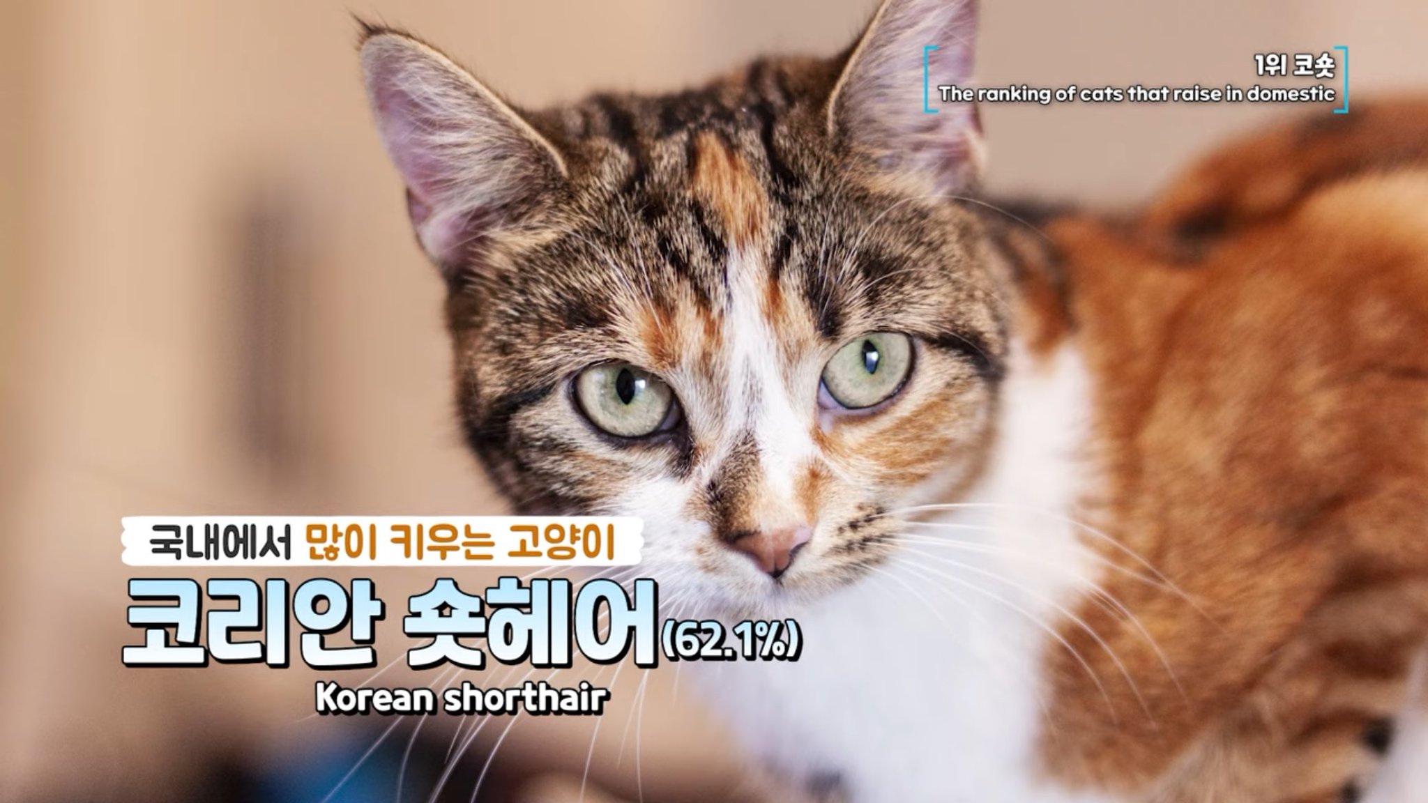 국내에서 많이 키우는 반려묘 순위.jpg | 인스티즈