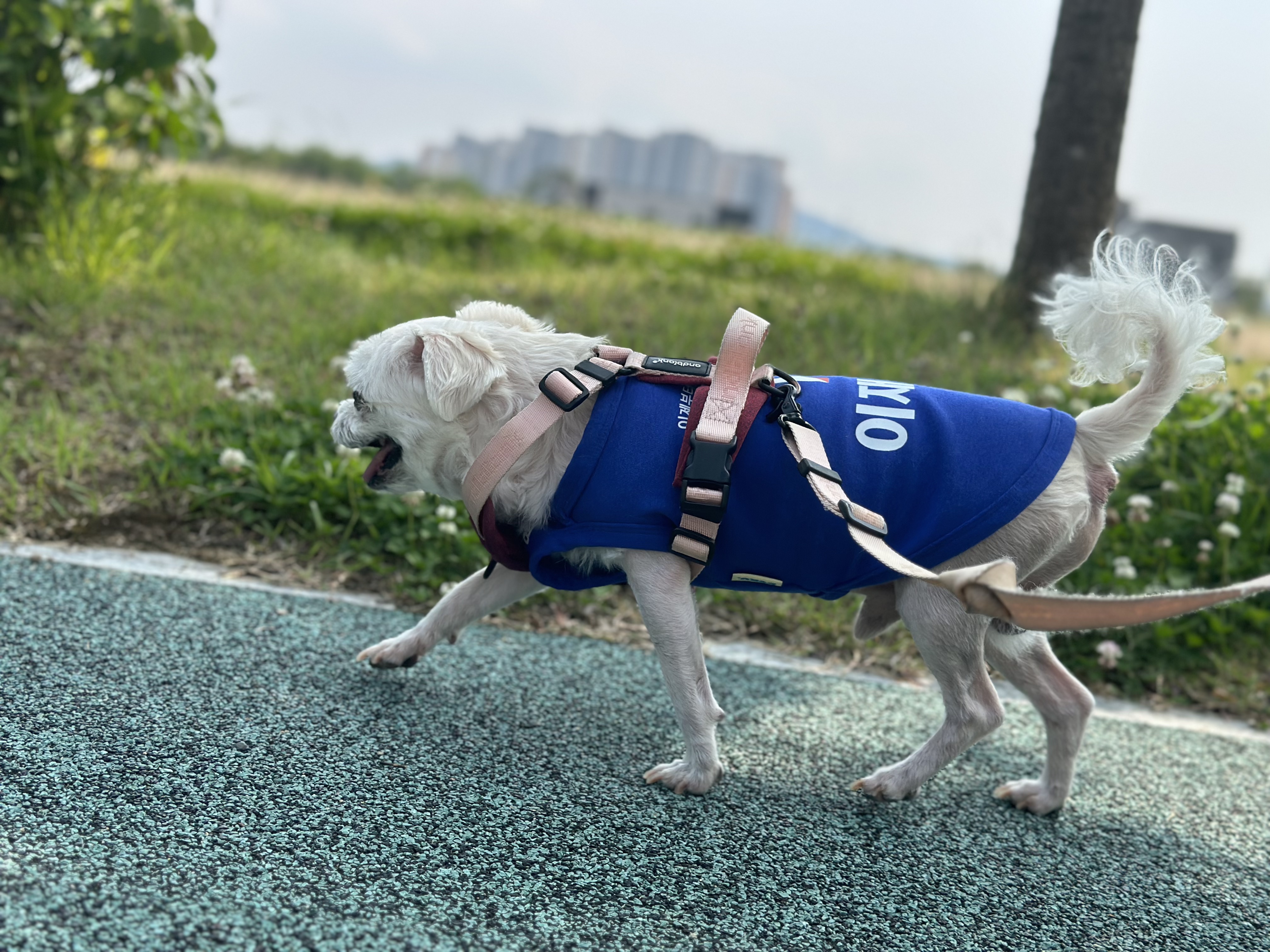 이재명 대통령만들기 정권찌르기 산책 완 | 인스티즈