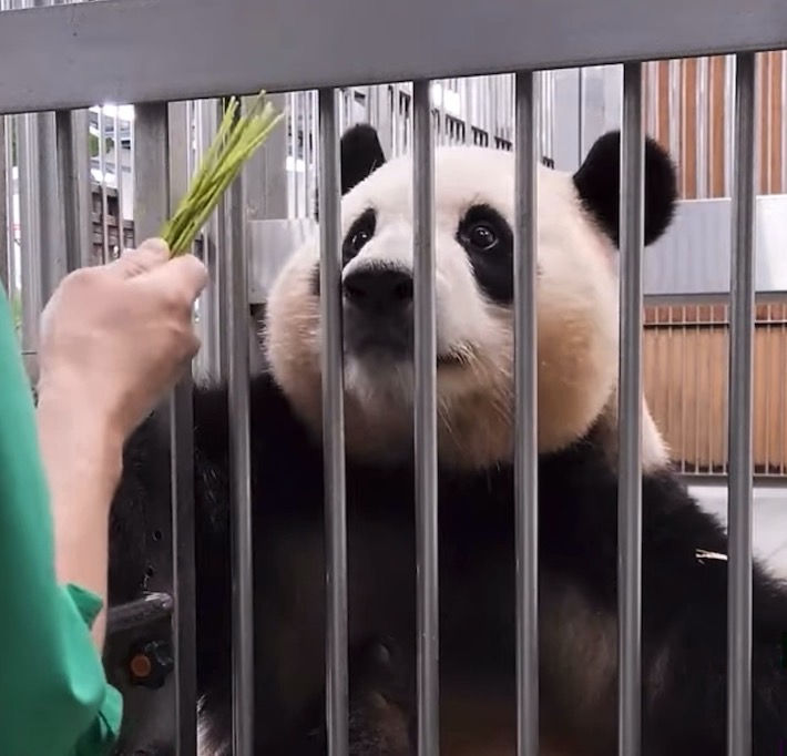 신기하게 국적(?)이 보이는 판다들 | 인스티즈